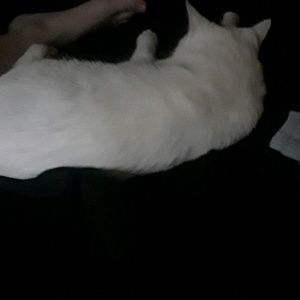 Meet your Posher, Rhiannon